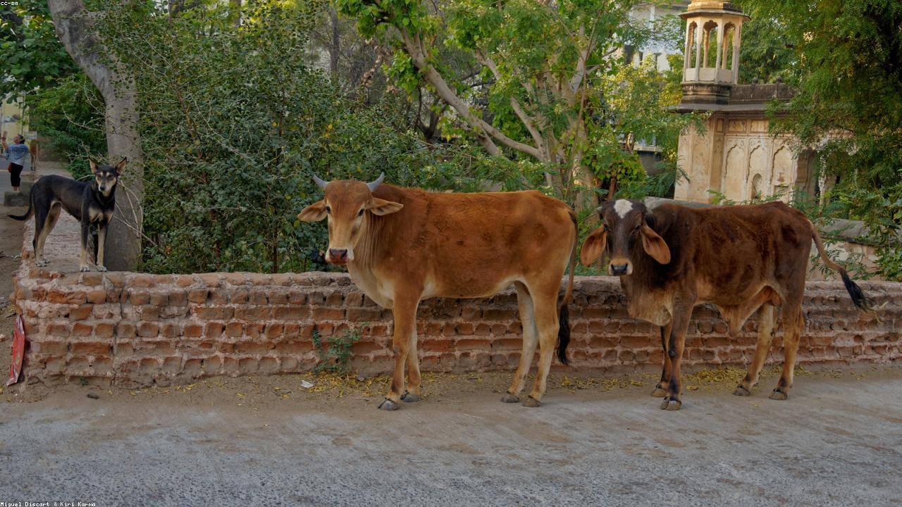 Pet Travel with eSIM: The Ultimate Guide to Smart Tracking Devices