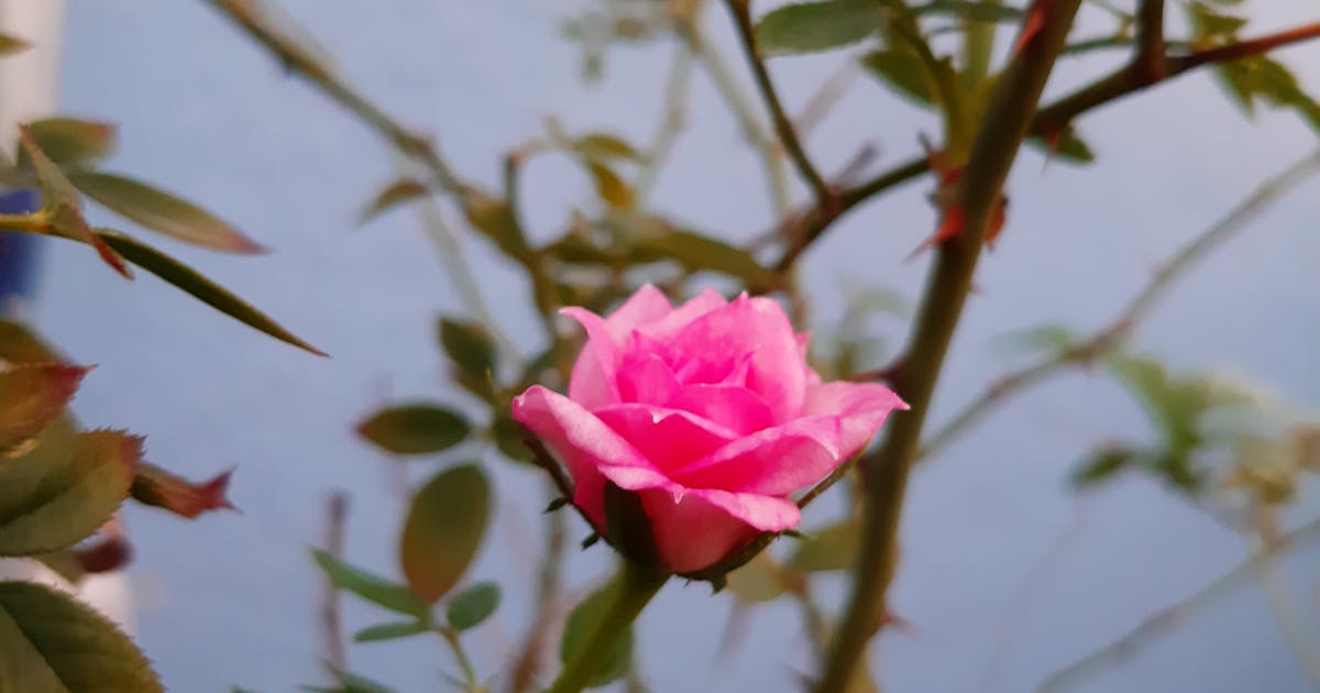 Viaje de Graduación: Guía de Ahorro eSIM para Estudiantes